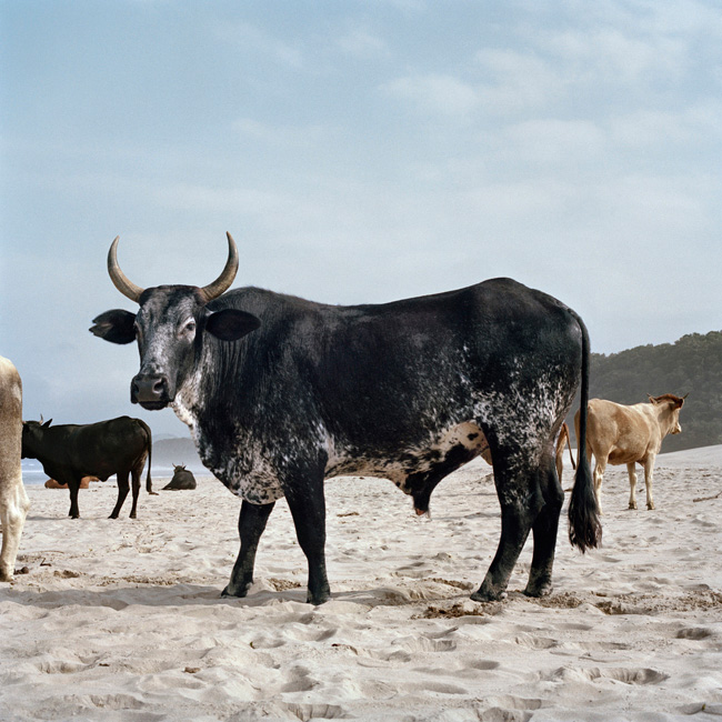 xhosa-ox-on-shore-1