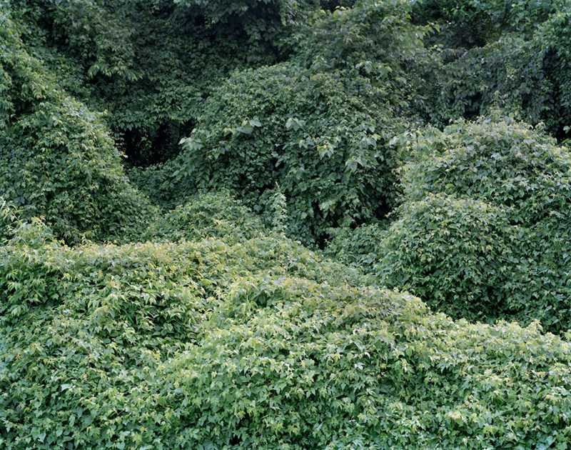 Allison Blumenthal, Frick estate 1, 2011 Photographie argentique, 60 x 48 cm Edition de 10 exemplaires Crédit photo: Allison Blumenthal