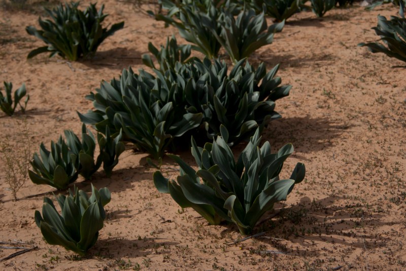 Julie Deutsch - Borders - 2016