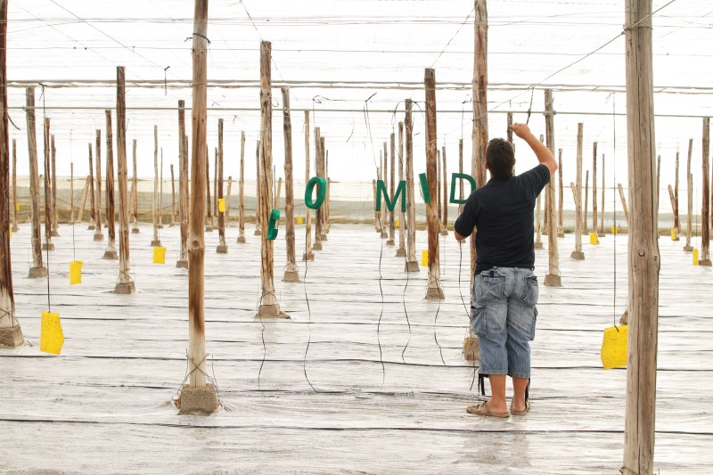 Terence Pique - Sous le plastique des mots